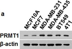 Anti-PRMT1 Antibody Upstate&#174;, from rabbit