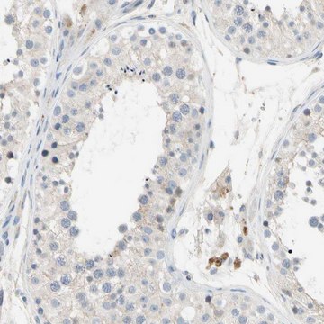 Anti-GAS6 antibody produced in rabbit Prestige Antibodies&#174; Powered by Atlas Antibodies, affinity isolated antibody, buffered aqueous glycerol solution