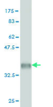 Monoclonal Anti-EIF5A2 antibody produced in mouse clone 1E7, purified immunoglobulin, buffered aqueous solution