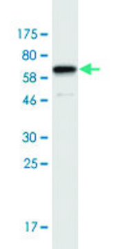 Monoclonal Anti-CUEDC1 antibody produced in mouse clone 4F9, purified immunoglobulin, buffered aqueous solution