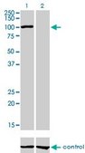 Monoclonal Anti-AHR antibody produced in mouse clone 3B12, purified immunoglobulin, buffered aqueous solution
