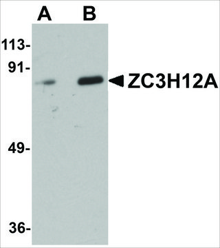 Anti-ZC3H12A antibody produced in rabbit affinity isolated antibody, buffered aqueous solution