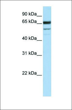 Anti-SEPN1 antibody produced in rabbit affinity isolated antibody
