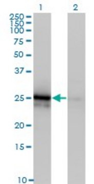 Monoclonal Anti-FGF21 antibody produced in mouse clone 3G10, purified immunoglobulin, buffered aqueous solution