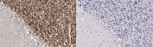 Anti-GABRB2 Antibody, clone BD17 ZooMAb&#174; Mouse Monoclonal recombinant, expressed in HEK 293 cells