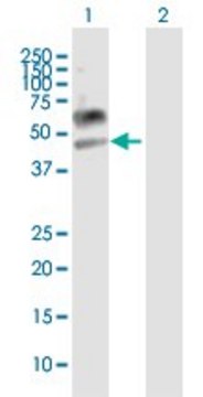 Anti-LAMP3 antibody produced in mouse purified immunoglobulin, buffered aqueous solution