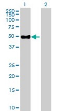 Anti-ENPP6 antibody produced in mouse purified immunoglobulin, buffered aqueous solution