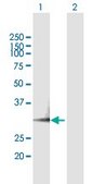 Anti-PSME3 antibody produced in mouse purified immunoglobulin, buffered aqueous solution