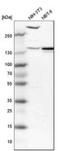 Anti-PDE4DIP antibody produced in rabbit affinity isolated antibody, buffered aqueous glycerol solution