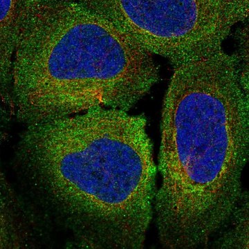 Anti-MERTK antibody produced in rabbit Prestige Antibodies&#174; Powered by Atlas Antibodies, affinity isolated antibody