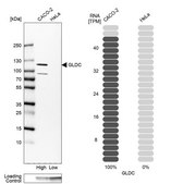 Anti-GLDC antibody produced in rabbit Prestige Antibodies&#174; Powered by Atlas Antibodies, affinity isolated antibody, buffered aqueous glycerol solution