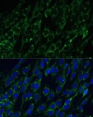 Anti-IDH2 antibody produced in rabbit