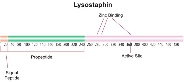 Lysostaphin from Staphylococcus staphylolyticus BioUltra, &#8805;97% (SDS-PAGE), Protein 40-60&#160;% by biuret, &#8805;2,000&#160;units/mg protein