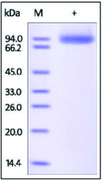 CD304/NRP1/Neurophilin-1 human recombinant, expressed in HEK 293 cells, &#8805;95% (SDS-PAGE)