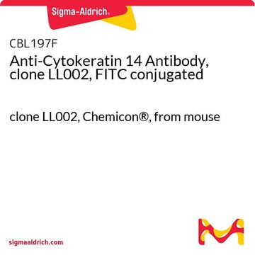 Anti-Cytokeratin 14 Antibody, clone LL002, FITC conjugated clone LL002, Chemicon&#174;, from mouse