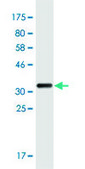 Monoclonal Anti-RASSF5 antibody produced in mouse clone 5C2, purified immunoglobulin, buffered aqueous solution
