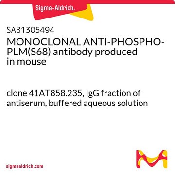MONOCLONAL ANTI-PHOSPHO-PLM(S68) antibody produced in mouse clone 41AT858.235, IgG fraction of antiserum, buffered aqueous solution