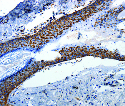 Anti-MT-CO2 antibody produced in rabbit affinity isolated antibody