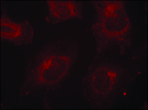 Anti-phospho-GAB1 (pTyr627) antibody produced in rabbit affinity isolated antibody