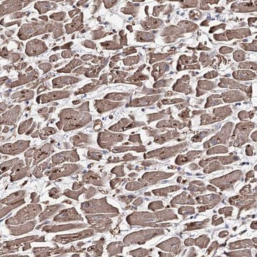 Anti-GBF1 antibody produced in rabbit Prestige Antibodies&#174; Powered by Atlas Antibodies, affinity isolated antibody, buffered aqueous glycerol solution