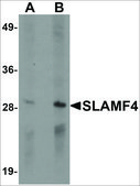 Anti-CD244 antibody produced in rabbit affinity isolated antibody