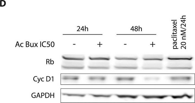 Anti-GAPDH antibody, Mouse monoclonal clone GAPDH-71.1, purified from hybridoma cell culture