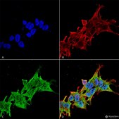 Monoclonal Anti-Atf4 - Atto 488 antibody produced in mouse clone S360A-24, purified immunoglobulin