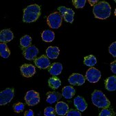Anti-CRMP1 antibody produced in rabbit Prestige Antibodies&#174; Powered by Atlas Antibodies, affinity isolated antibody, buffered aqueous glycerol solution