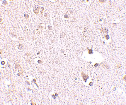 Anti-POLR3F antibody produced in rabbit affinity isolated antibody