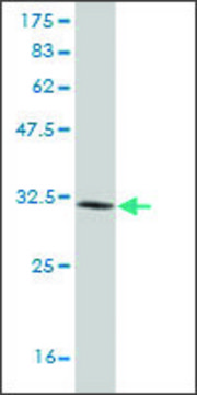 ANTI-LMO3 antibody produced in mouse clone 2D6, purified immunoglobulin, buffered aqueous solution