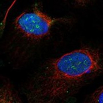 Anti-EXOSC8 antibody produced in rabbit Prestige Antibodies&#174; Powered by Atlas Antibodies, affinity isolated antibody, buffered aqueous glycerol solution