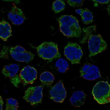 Anti-Lrrc18 Antibody Produced In Rabbit Prestige Antibodies&#174; Powered by Atlas Antibodies, affinity isolated antibody, buffered aqueous glycerol solution
