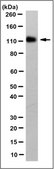 Anti-MATR3 Antibody, clone 3G1.1 clone 3G1.1, from mouse