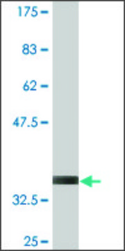 Monoclonal Anti-MAP3K3 antibody produced in mouse clone 1H3, purified immunoglobulin, buffered aqueous solution