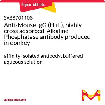 Anti-Mouse IgG (H+L), highly cross adsorbed-Alkaline Phosphatase antibody produced in donkey affinity isolated antibody, buffered aqueous solution