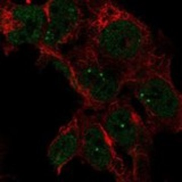 Anti-LRRTM3 antibody produced in rabbit Prestige Antibodies&#174; Powered by Atlas Antibodies, affinity isolated antibody, buffered aqueous glycerol solution