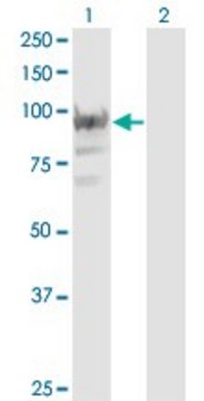 Monoclonal Anti-RBM12, (C-terminal) antibody produced in mouse clone 1D12, purified immunoglobulin, buffered aqueous solution
