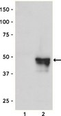 Anti-HA Tag Antibody Upstate&#174;, from mouse