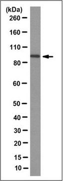 Anti-Cullin-4A/CUL4A Antibody, clone 2A2.1 clone 2A2.1, from mouse
