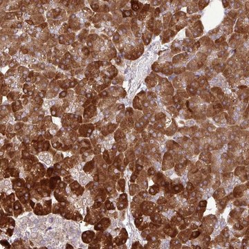 Anti-DLGAP4 antibody produced in rabbit Prestige Antibodies&#174; Powered by Atlas Antibodies, affinity isolated antibody, buffered aqueous glycerol solution