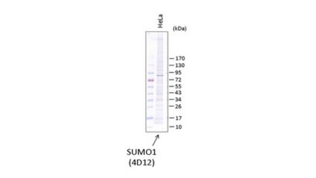 Anti-SUMO-1 Antibody, clone 4D12 clone 4D12, from rat