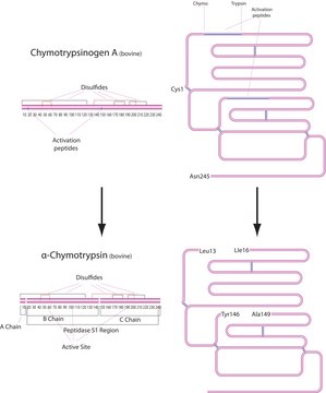 &#945;-Chymotrypsin from bovine pancreas &#8805;40&#160;units/mg protein, vial of 5&#160;mg