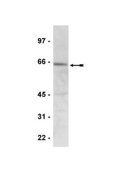 Anti-phospho-AMPK &#945; (Thr172) Antibody Upstate&#174;, from rabbit