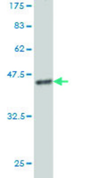 Monoclonal Anti-MS4A1 antibody produced in mouse clone 5C11, purified immunoglobulin, buffered aqueous solution