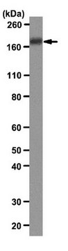 Anti-IRS-2 Antibody, clone 9.5.2 clone 9.5.2, from mouse