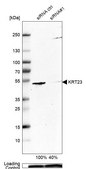 Anti-KRT23 antibody produced in rabbit Prestige Antibodies&#174; Powered by Atlas Antibodies, affinity isolated antibody, buffered aqueous glycerol solution