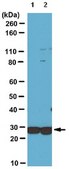 Anti-CCDC53 Antibody from rabbit