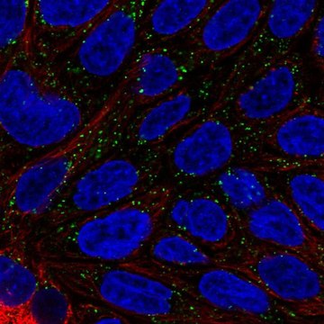 Anti-DAB1 antibody produced in rabbit Prestige Antibodies&#174; Powered by Atlas Antibodies, affinity isolated antibody