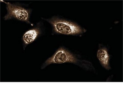 Anti-JAK1 Antibody, clone 73 clone 73, from mouse