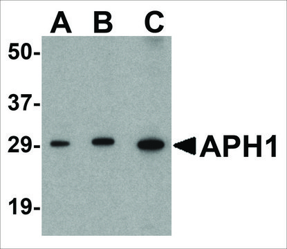 Anti-APH1 (ab1) antibody produced in rabbit affinity isolated antibody, buffered aqueous solution